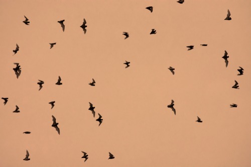 Migratory Bats Flying