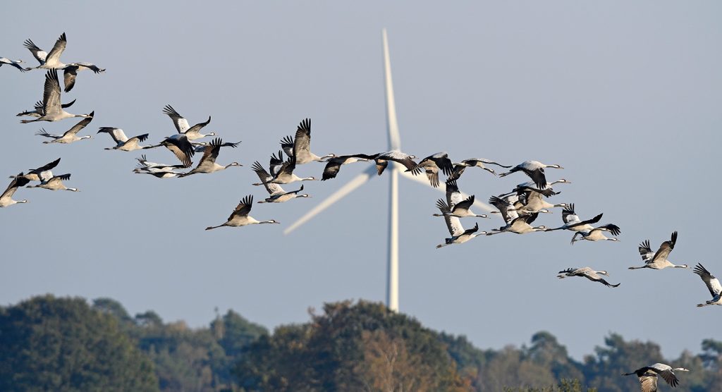 Why Wildlife Monitoring Matters for Wind Energy