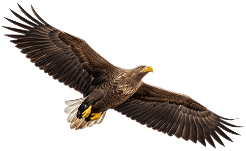 Bird - Wind Energy Bird & Bat Radar Monitoring & Mitigation Systems
